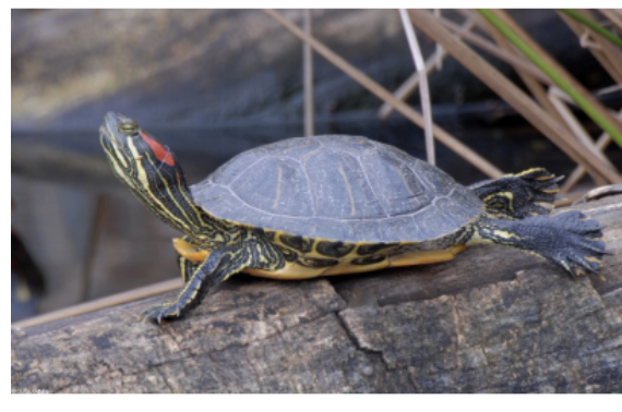 <p>red-eared slider</p>