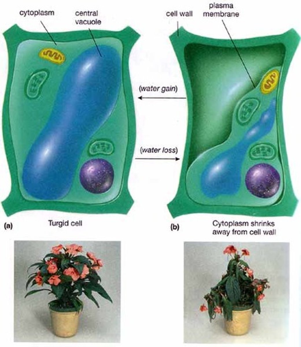 <p>Book: Pressure within a cell resulting from the movement of water into the cell by osmosis and the tendency of the cell wall to resist deformation.</p><p>My Definition: the force created by the water in a plant cell, pushing against the cell wall.</p>