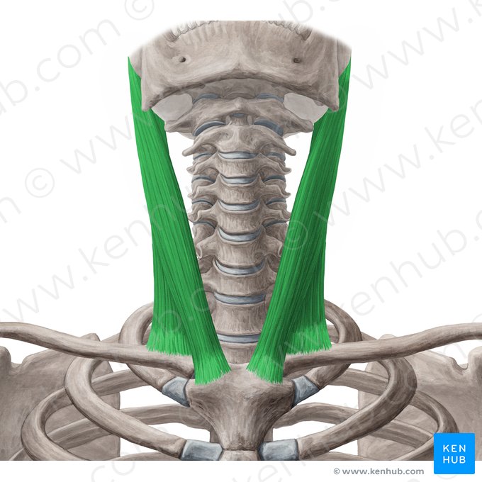 <p>Origin: Manubrium; Medial clavicle Insertion: Mastoid process; Superior nuchal line Actions: Flexes neck</p>