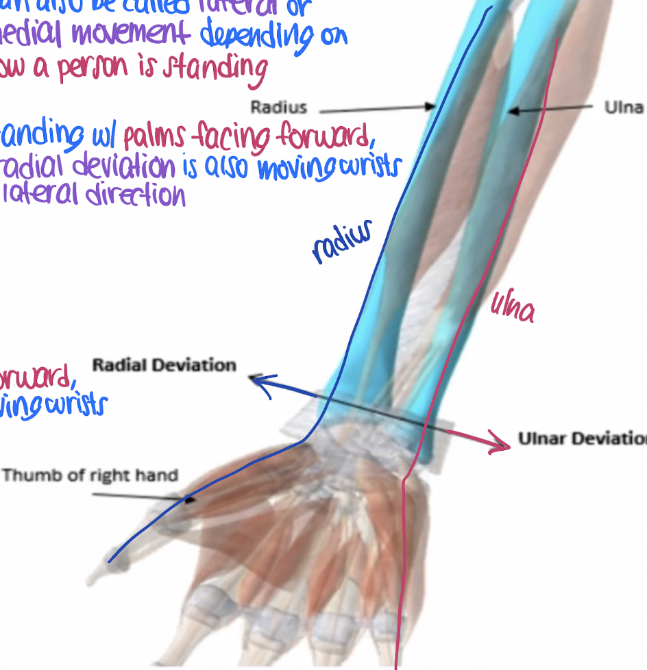 <p>lateral movement of the wrist towards the radius (thumb side)</p>