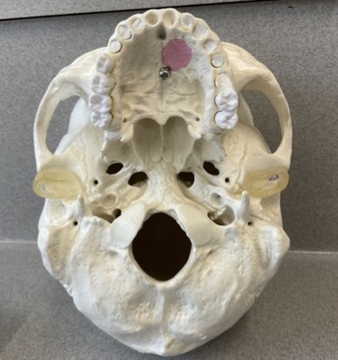 knowt flashcard image