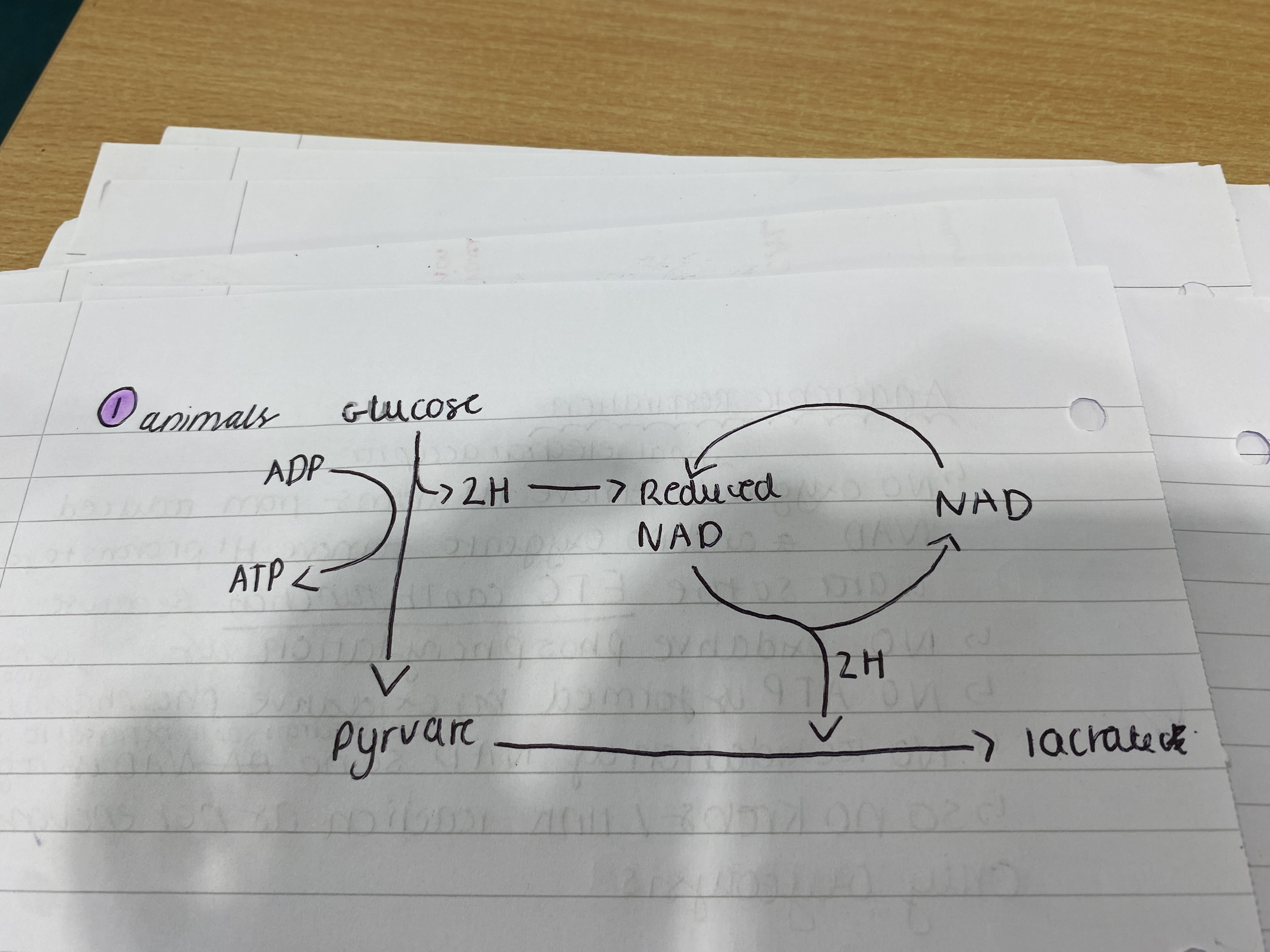 <ol><li><p>Animals - Glucose is broken down into pyruvate which by substrate-level phosphorylation produces 2 ATP and reduced NAD. then pyruvate accepts the hydrogen to regenerate NAD and produce lactate (lactic acid - bad as lowers pH and denatures enzymes) - which is broken down to release water an co2 when oxygen is available</p></li></ol><p></p>