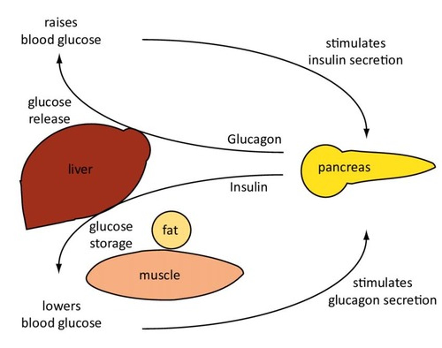 <p>Insulin promotes the storage of glucose, amino acids, and fats.</p>