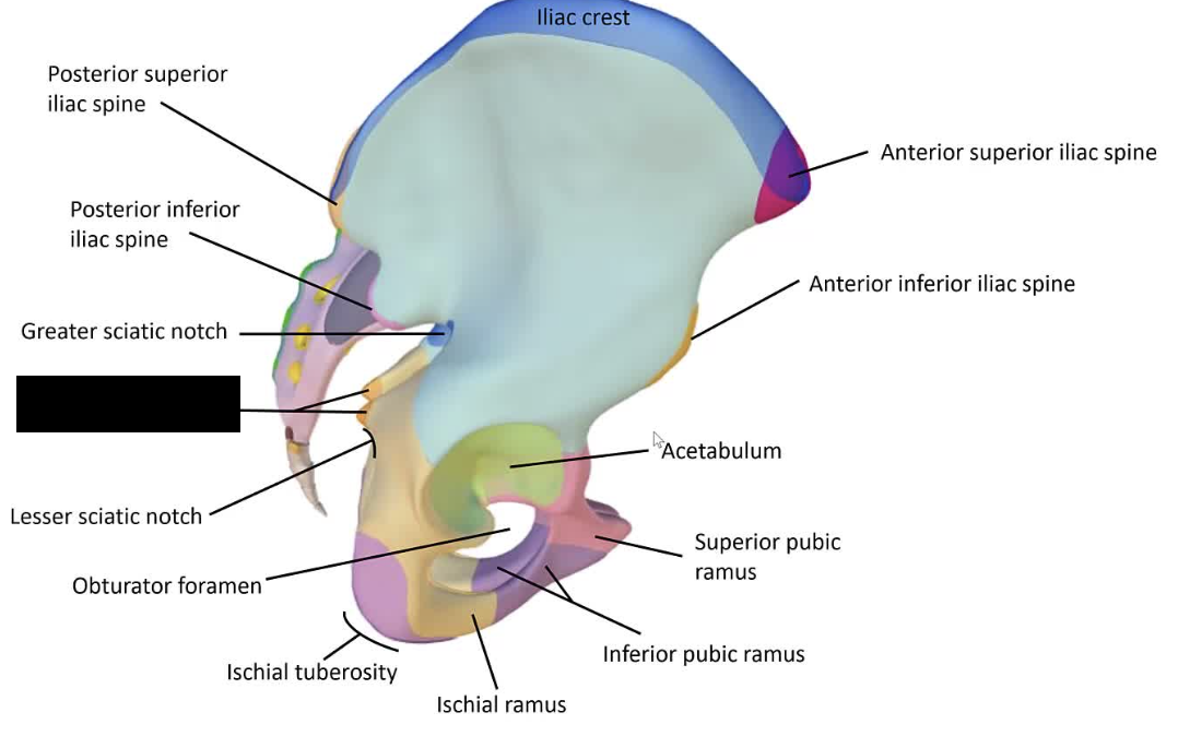 <p>The pointed projection from the posterior border of the ischium.</p>