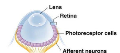 <p><span><span>vesicular eyes</span></span></p>