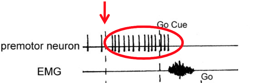 <p>Describe what’s happening in this graph in terms of preparatory activity.</p>