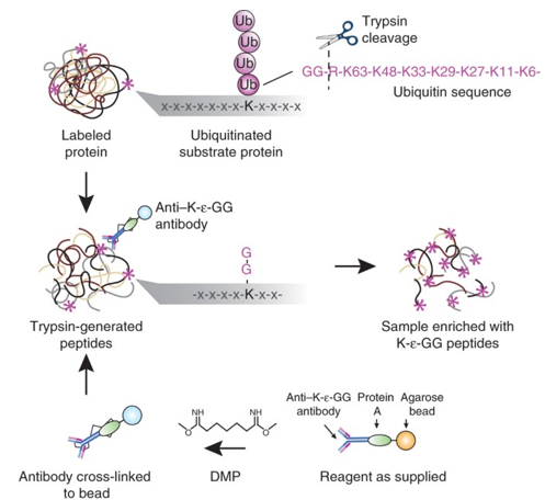 <p>After proteolytic digestion (usually with <strong>trypsin</strong>), peptides containing ubiquitinated lysines retain a <strong>di-glycine </strong>tag.</p><p>Specialized antibodies (<strong>anti-K-ε-GG)</strong> can be used to recognize and bind to this tag.</p><p>Workflow </p><ol><li><p><strong>Protein extraction</strong> from cells or tissues.</p></li><li><p><strong>Trypsin digestion</strong> → generates diGly-tagged peptides at former ubiquitination sites.</p></li><li><p><strong>Incubation with anti-K-ε-GG antibodies</strong> (usually coupled to magnetic or agarose beads).</p></li><li><p><strong>Wash</strong> to remove non-specific peptides.</p></li><li><p><strong>Elution</strong> of enriched diGly peptides.</p></li><li><p><strong>Mass spectrometry (LC-MS/MS)</strong> to identify and localize ubiquitination sites.</p></li></ol><p></p>