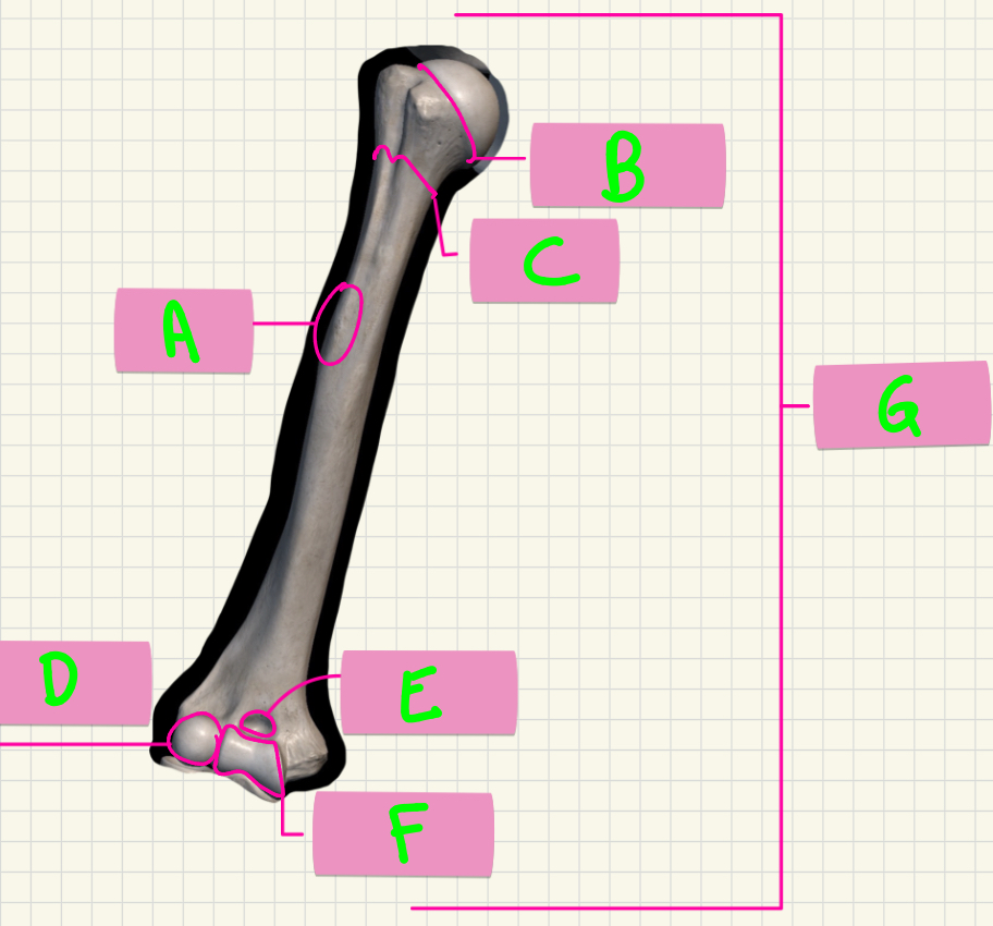 <p>What’s A-D?</p>