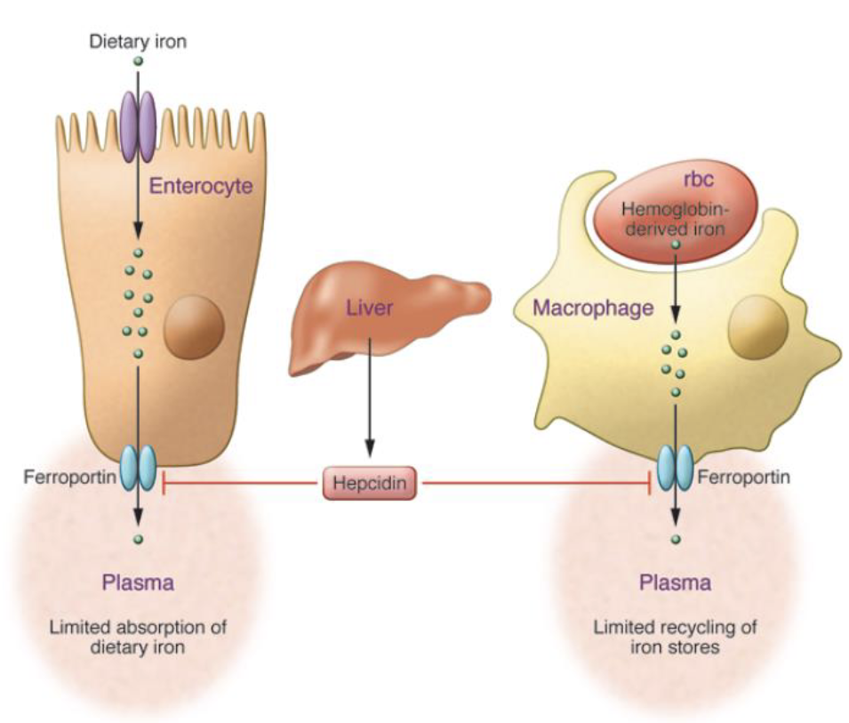 <p>High Iron Levels:</p><p>Hepcidin is released into circulation where it binds to ferroportin, resulting in internalizzation & degradation of the transportor</p><p></p><p>Low Iron Levels</p><p>When Hepcidin levels are low, iron(Fe<sup>2+</sup>) can be released from eneterocyte, where its oxidezed into Fe<sup>3+ </sup>for binding to its protein carrier transferrin</p>