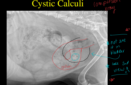 <p>Bladder disease  on Radiographs </p>