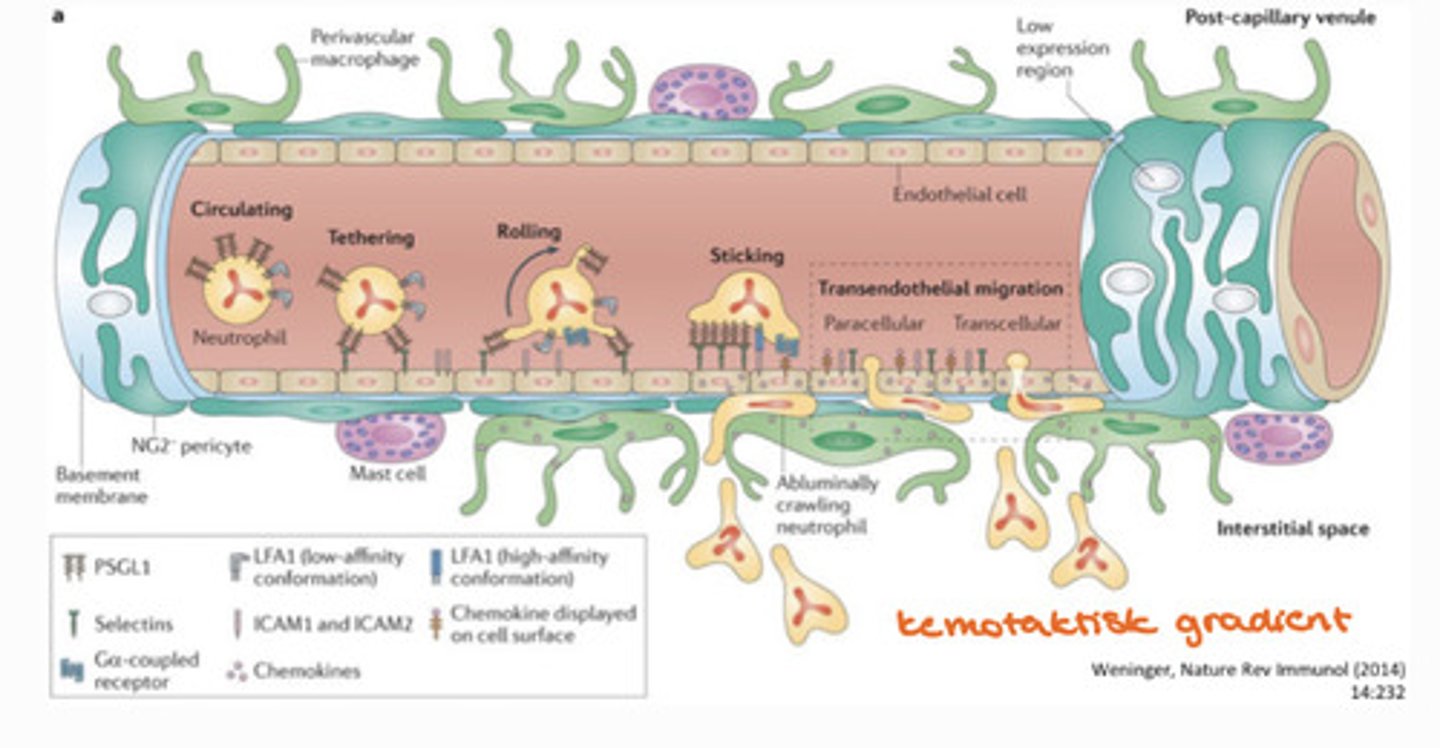 <p>- Makrofagerna frisätter kväveoxid och cytokiner <br>- Glatta muskelceller slappnar av<br>- flödeshastigheten minskar<br>- Endotelcellerna aktiveras och frisätter kemotaktiska faktorer<br>- Neutrofilerna dras närmare endotelcellerna<br>- Endotelcellerna ändrar ytstuktur med selektiner och neutrofilerna ändrar ytstuktur med lektiner<br>- Selektiner och lektinerna fäster i varandra och neutrofil transmigrerar</p>
