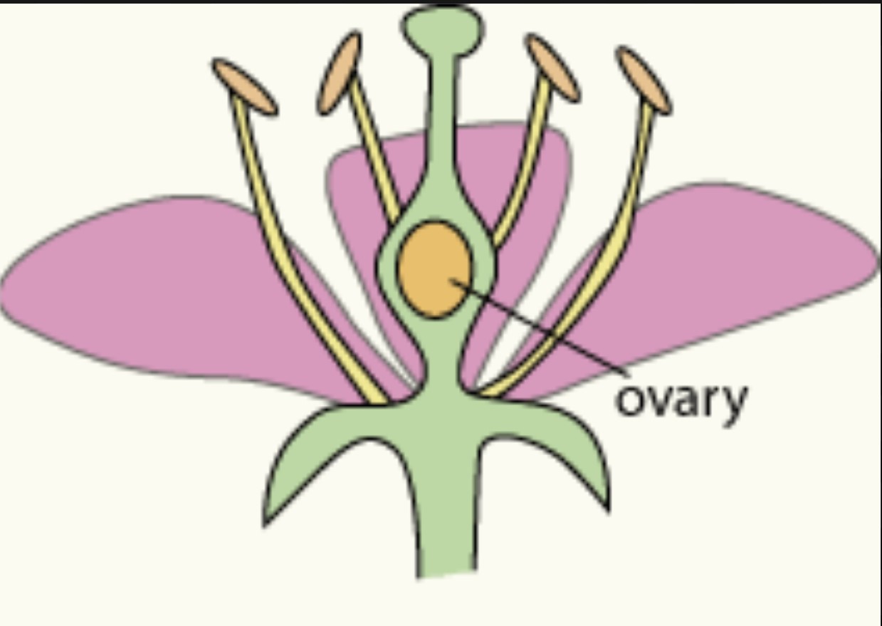 Ovary above other flower parts