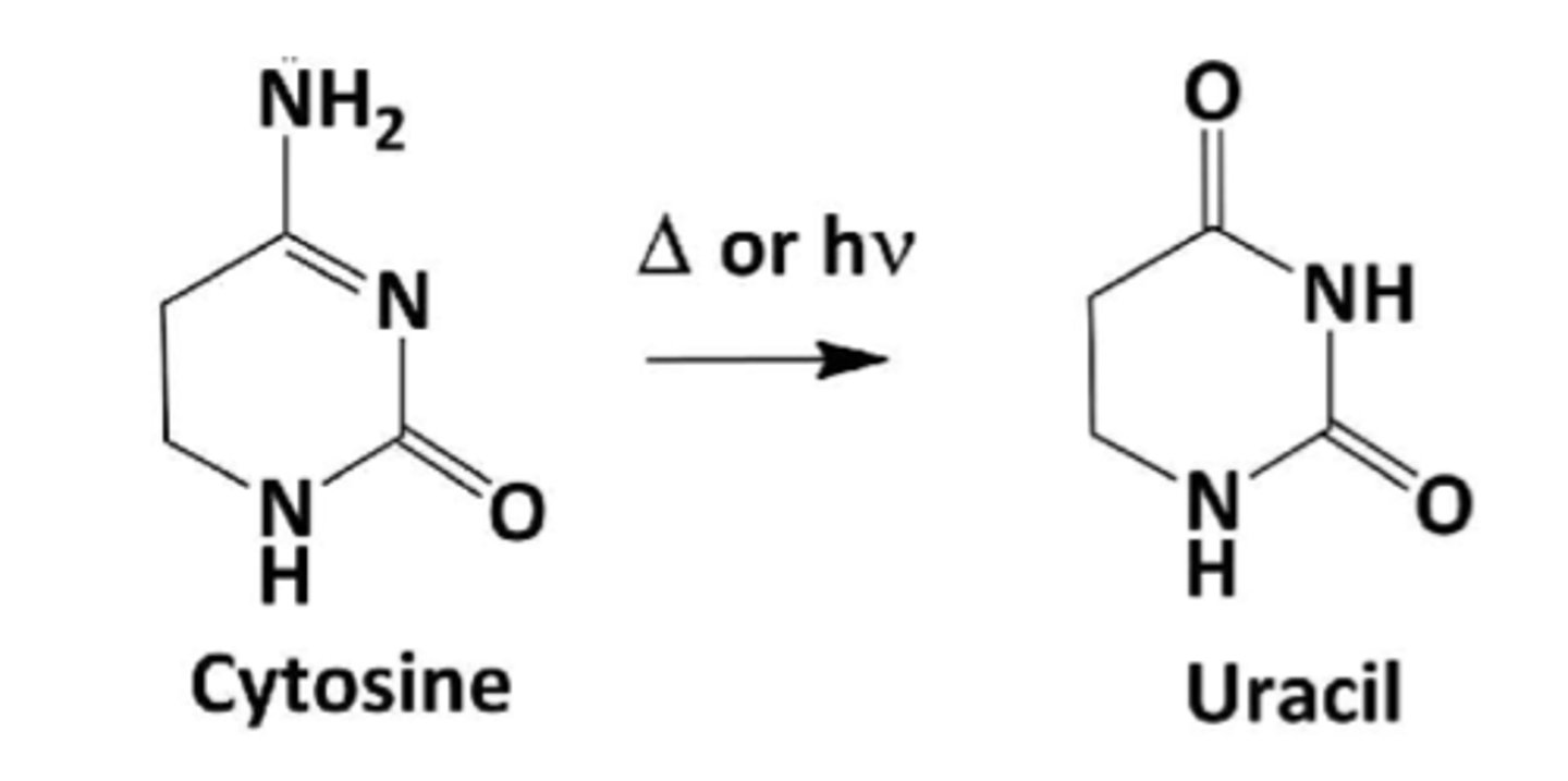 <p>remove the uracil that results from spontaneous deamination of cytosine<br>-DNA specific (does not happen in RNA)</p>