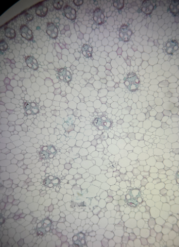 <p>Identify the image</p>