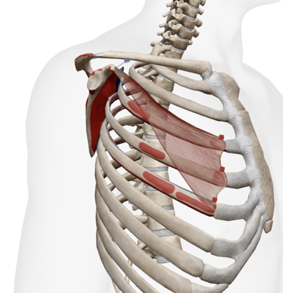 <p>coracoid process of scapula</p>