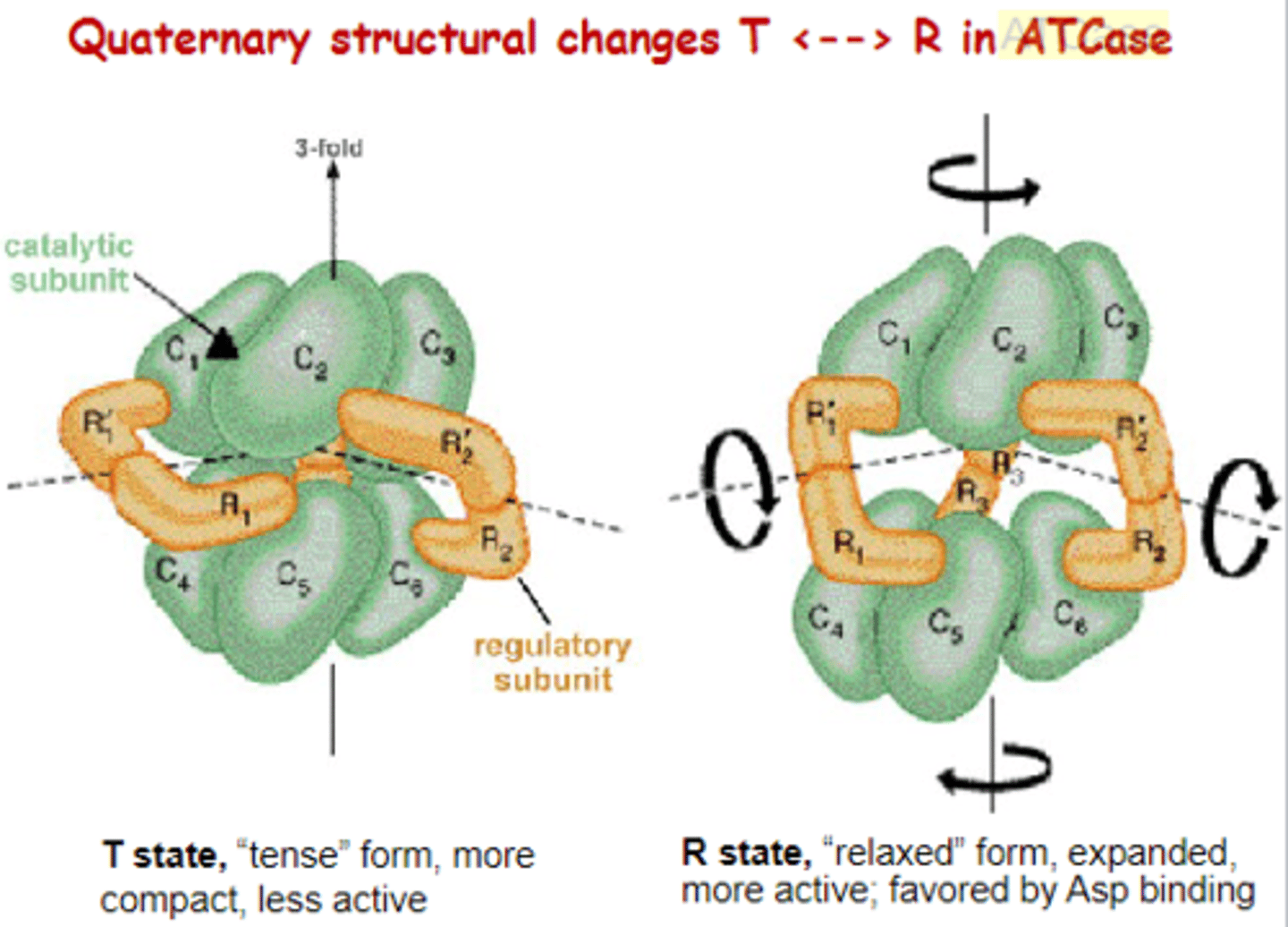 <p>-homotropic effector = activator (substrate aspartate)</p><p>-heterotropic effectors (allosteric inhibitor = CTP; allosteric activator = ATP)</p><p>-CTP binds preferentially to T state, thus stabilizing T state, shifts R-T equilibrium toward T state, so Vo vs. [S] curve shifts to the right</p><p>-ATP preferentially binds to R state -> Vo vs. [S] curve shifts to left</p><p>-binding of substrate to one active site in a molecule increases likelihood that the enzyme will bind more substrate</p><p>-ATCase catalyzes a unique metabolic reaction, alters the rate of catalysis in response to cellular conditions, and responsible for the rate of the larger pathway</p>