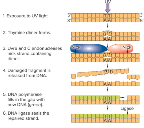 <p>UvrA and UvrB complexes scan for distortions in the double helix.<br>UvrB and UvrC complex cuts around the damaged DNA.<br>DNA polymerase fills in the gap.</p>
