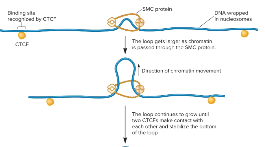 <p>SMC proteins </p>
