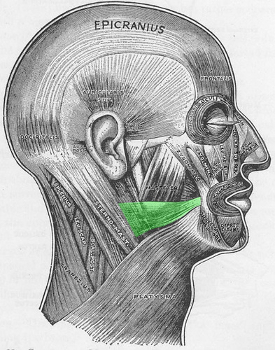 <p>Muscle of facial expression; draws the angle (corner) of mouth posteriorly; the "false smile" muscle; Origin = From fascia of the platysma and masseter muscles; Insertion = into skin and muscle at the angle of the mouth</p>