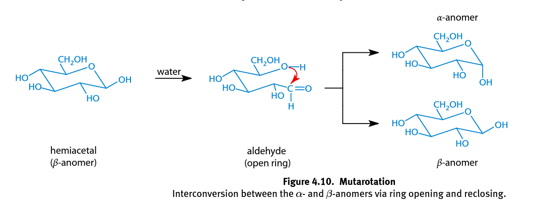 <p>In hemiacetal rings the single bond between C-1 and C-2 can rotate freely, and either the <span>α- or β-anomer can spontaneously form; Occurs more rapidly when catalyzed with an acid or base; In solution, the α-anomeric configuration is less favored because the hydroxyl group of the anomeric carbon is axial, adding to the steric strain of the molecule</span></p>