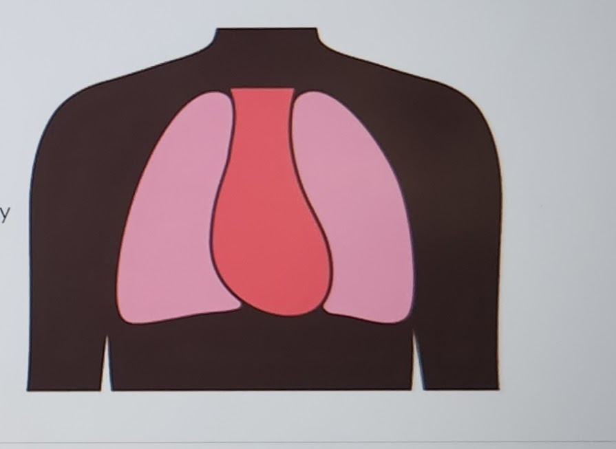 <p>to refer to the light pink sections of the thoracic cavity is termed the _____ cavity</p>