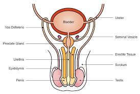 <p>produce sex hormones and gametes, deliver gametes</p>