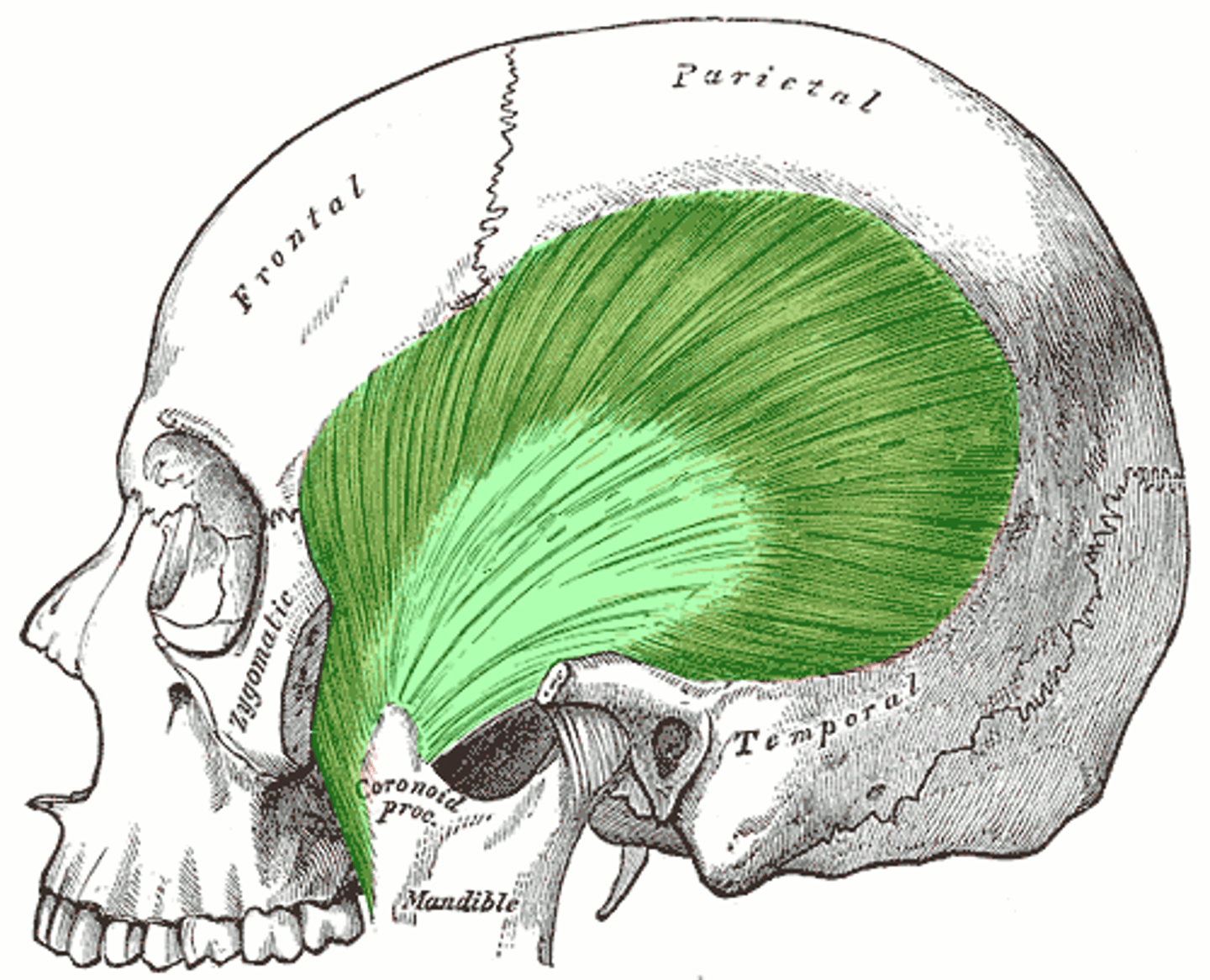 <p>Temporalis Function</p>
