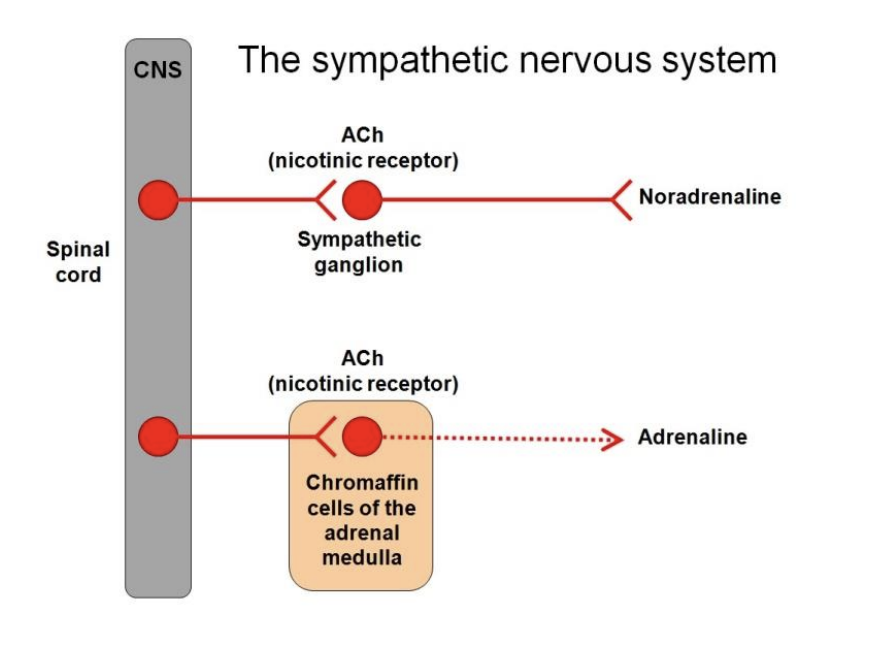 <ol><li><p>Zona glomerulosa</p></li><li><p>Zona reticularis</p></li><li><p>Zona Fasciculata</p></li></ol><p></p>