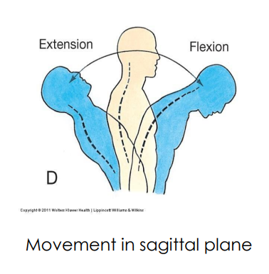 <p>rectus abdominis m.</p>