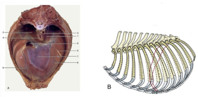 <p>What is the main muscle of respiration that’s a wide, thin muscle that separates the thoracic cavity from the abdominal cavity, contains 3 openings for the esophagus, aorta, and caudal vena cava, and moves cranially (expiration) and caudally (inhalation) to decrease/increase the thoracic volume?</p>