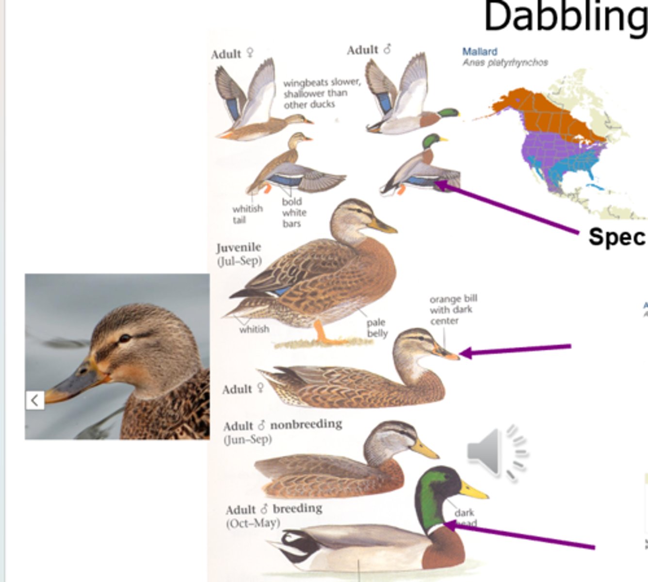 <p>Dabbler</p>