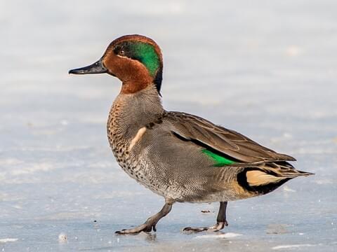 <p>Small; males have green eye patch and chestnut head.</p>