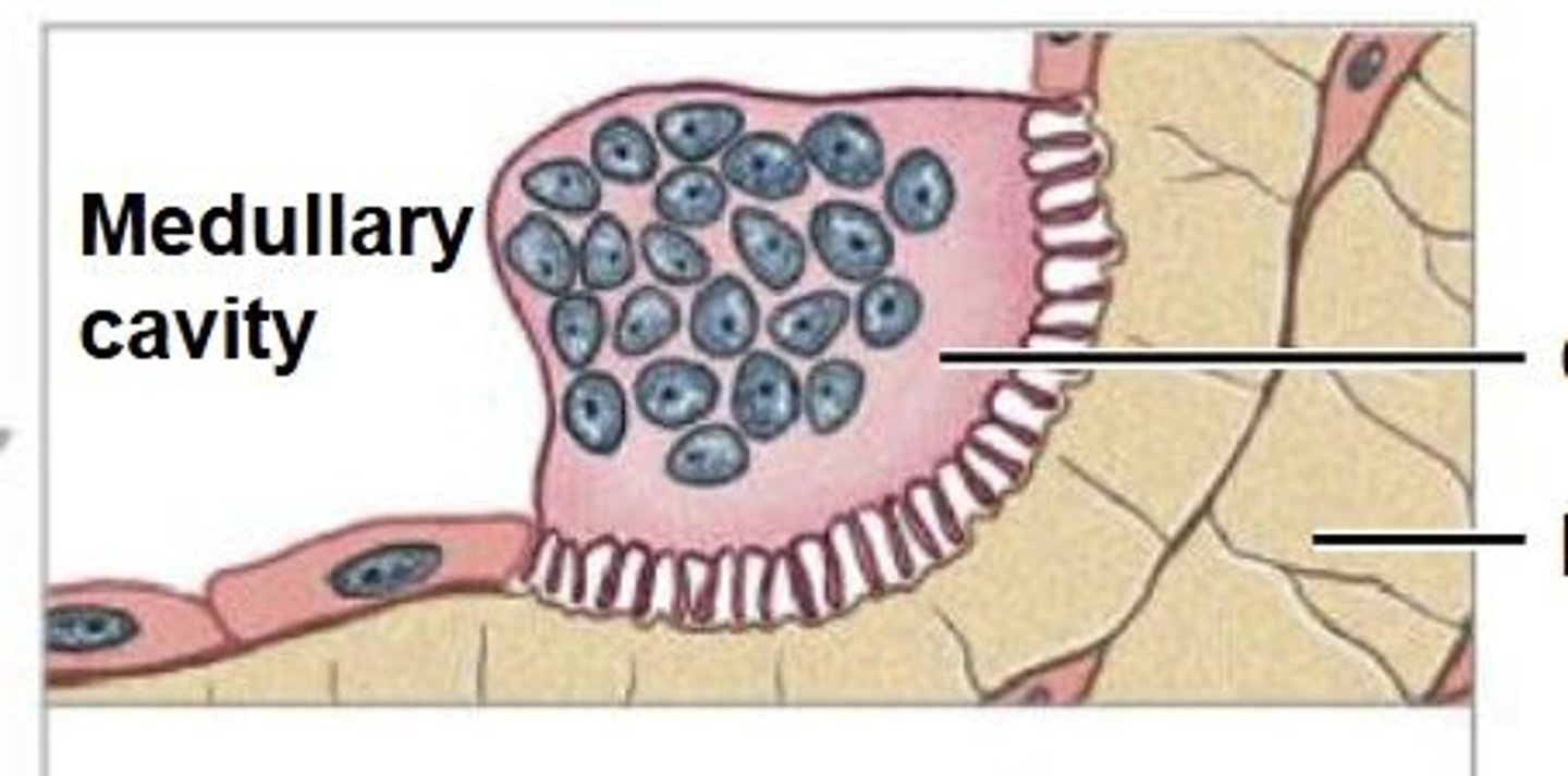 <p>multinucleate cell that secretes acid and enzymes to dissolve bone matrix</p>