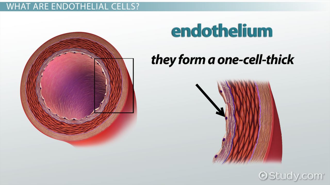 <p>substances move across using transcellular transport, meaning the substance has to actually enter and then exit the endothelial cell</p>