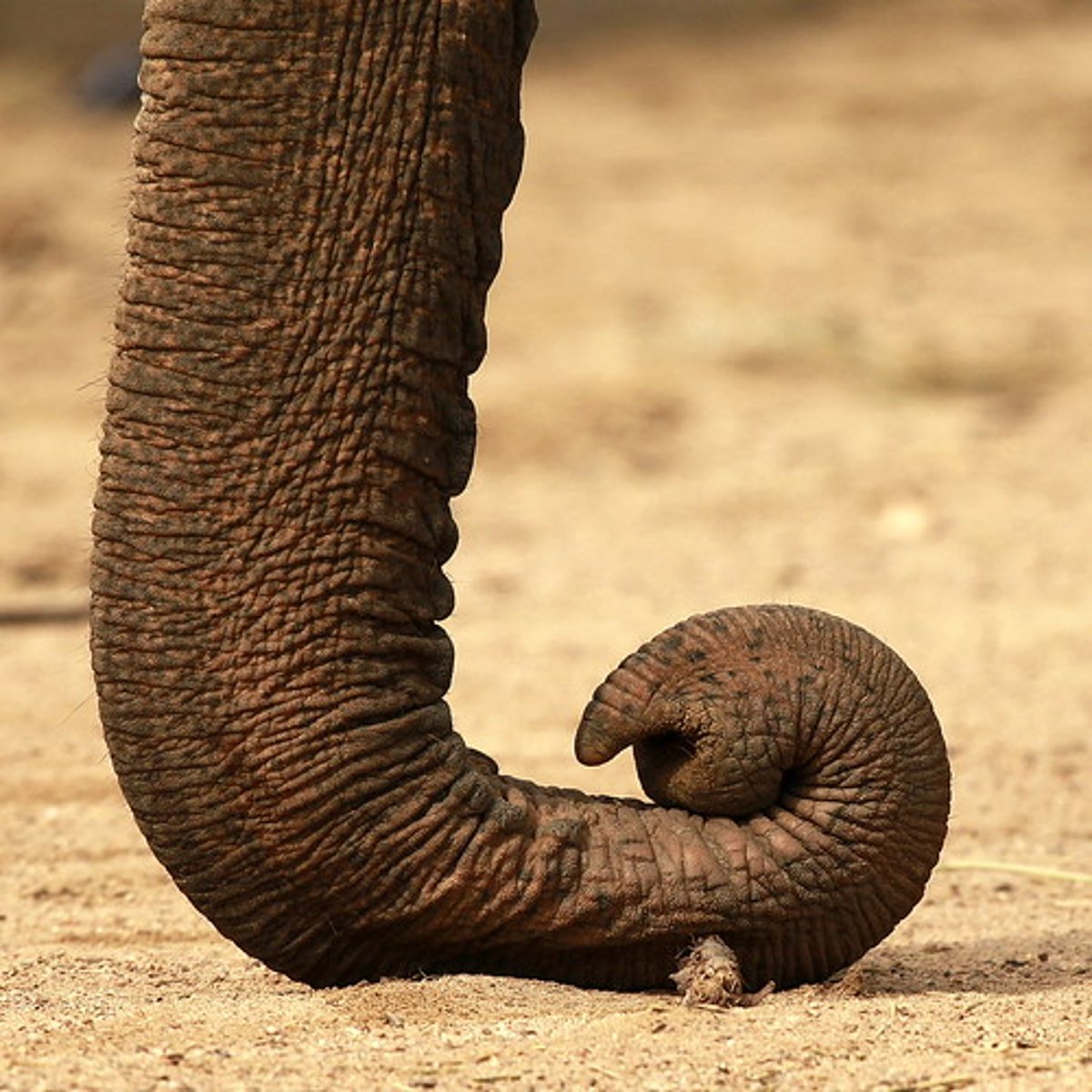 <p>Un nez d'éléphant.</p>