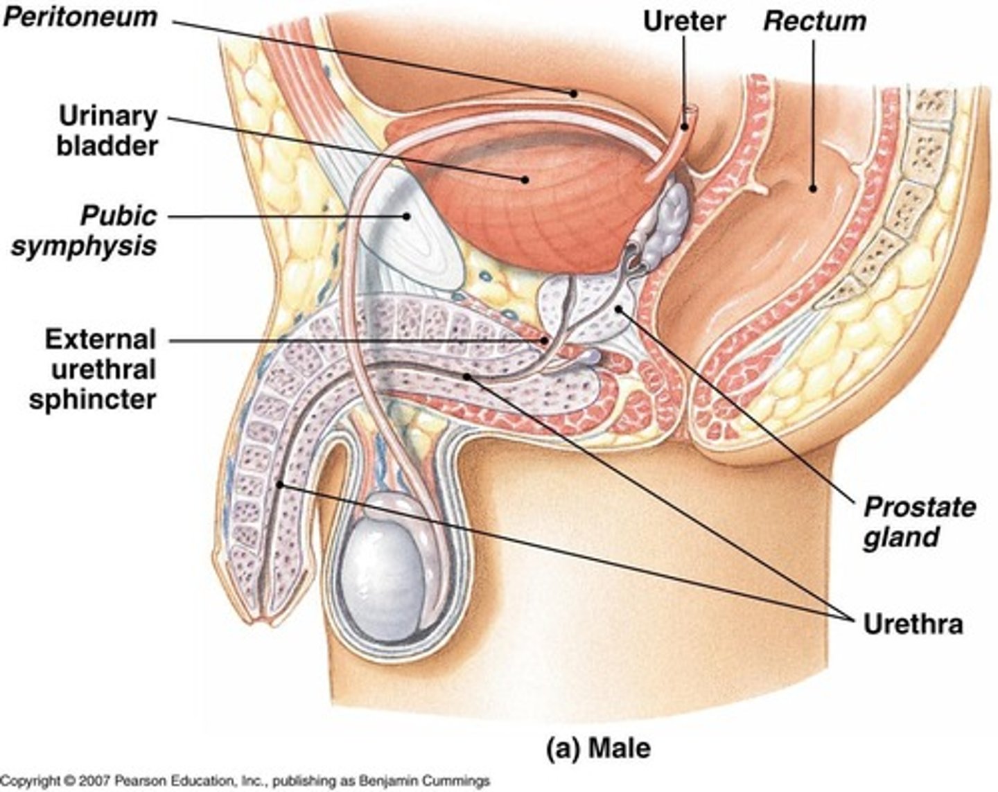 <p>To transport urine from the renal pelvis to the urinary bladder.</p>
