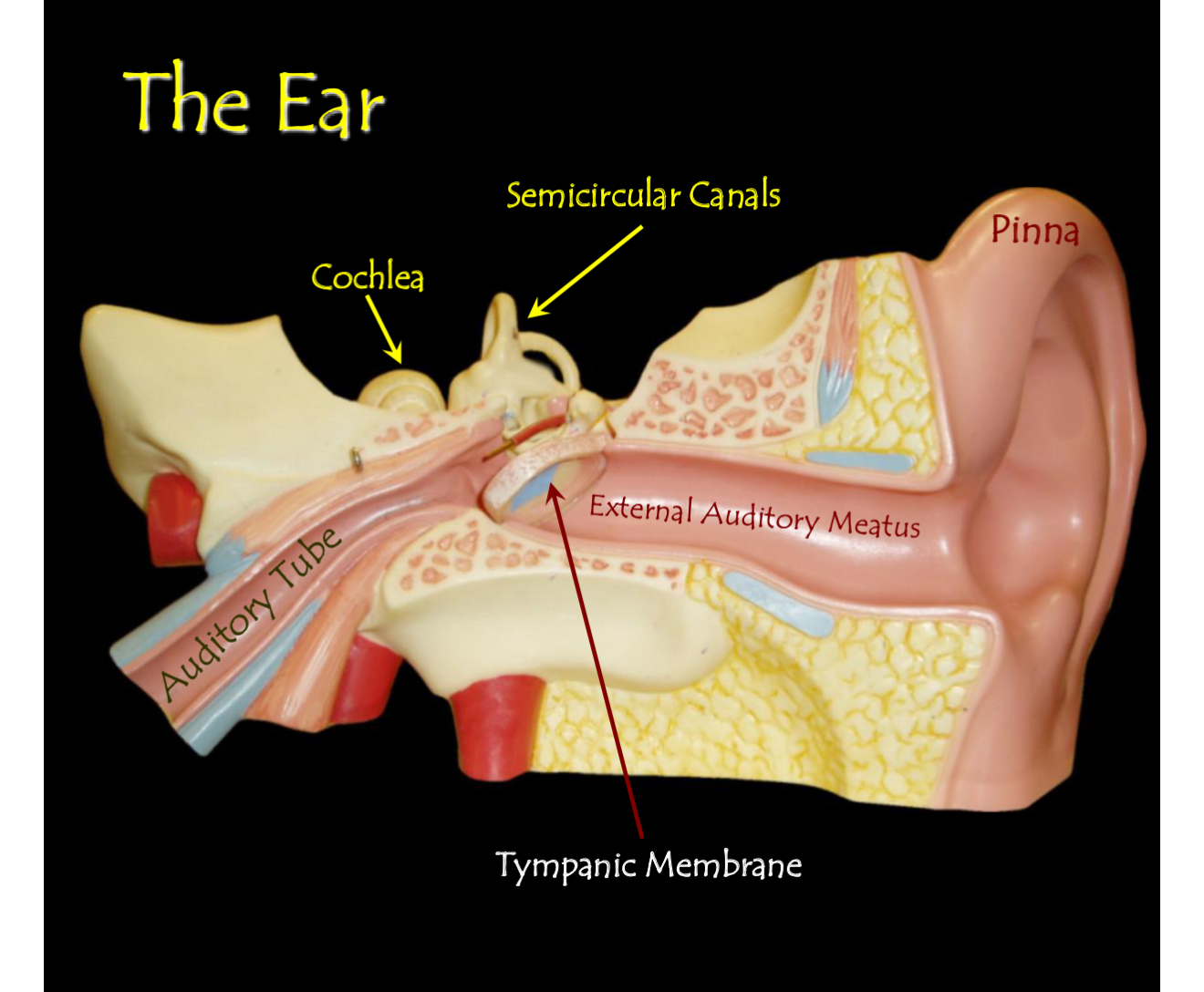 <p>The Ear </p>