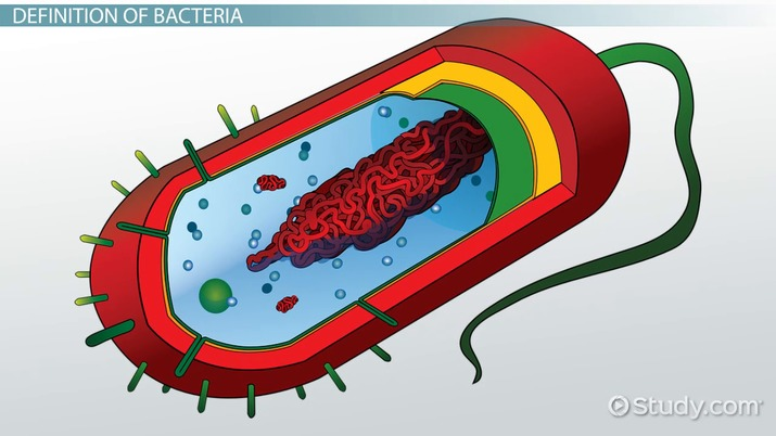 <p>What cell is this?</p>