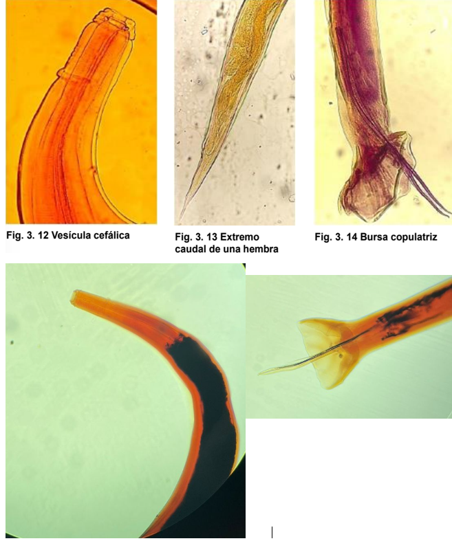 <ul><li><p>Localización: Ciego y colón</p></li><li><p>Huéspedes: Ovino y caprino (columbianum y venulosum), Bovino (radiatum) y cerdo (dentatum)</p></li><li><p>ciclo de vida directo</p></li><li><p>vesícula cefálica que puede o no continuar con alas cervicales.</p></li><li><p>cápsula bucal es pequeña y circular, presenta papilas cervicales.</p></li><li><p>H: cola relativamente corta.</p></li><li><p>M: gubernáculo y espículas.</p></li></ul>