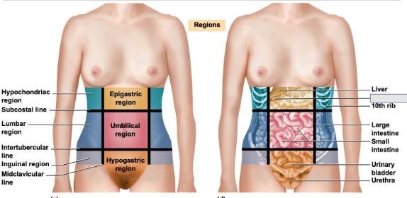 <p>What is in this abdominal region</p>