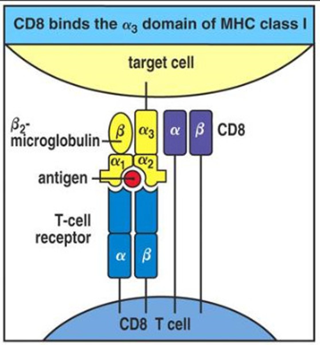<p>protein found on the surface of cytotoxic t-cells that helps binding</p>