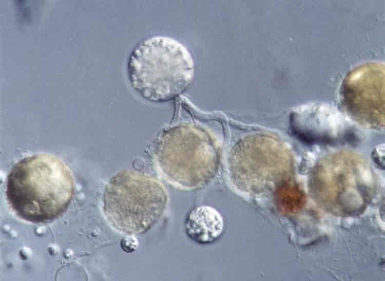 <p>The name means little pot, which describes the structure containing unreleased zoospores. </p>