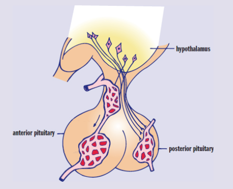 <p>hypothalamus</p>