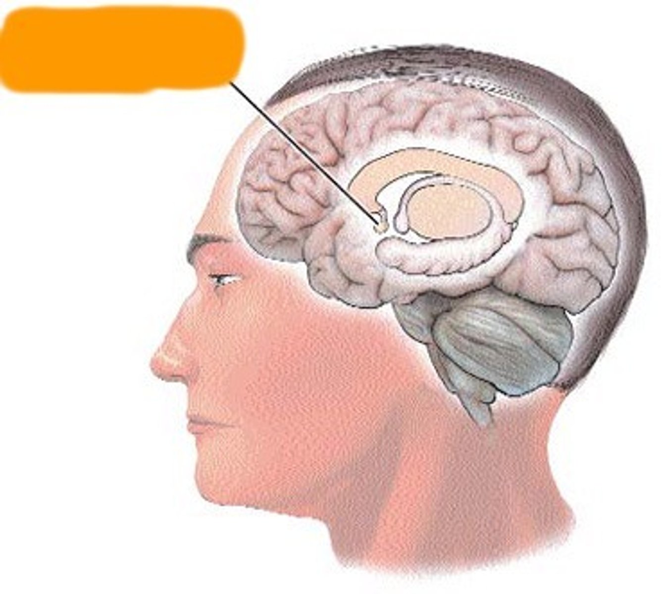 <p>What area(s) of the brain is/are responsible for the function of the SLEEPINESS from the Circadian Biologic Clock?</p>