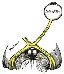 <p>The x shaped structure that is crucial to the visual pathway and optic nerve</p>