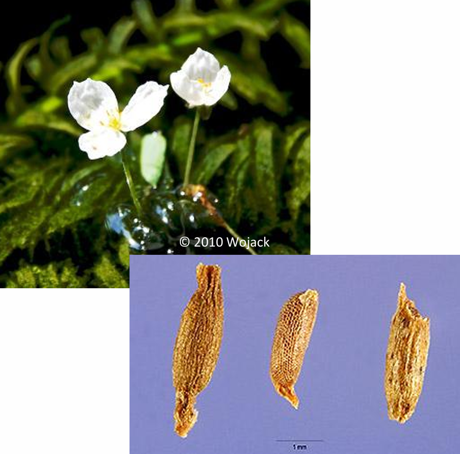 <p><em>Hydrilla verticillata</em> (Hydrocharitaceae)→ hydrilla, waterthyme</p><p><u>CO&nbsp;LIST A</u></p><p>• Dioecious, perennial, submerged aquatic species. </p><p>• Female flowers consist of 3 sepals and 3 petals, white to reddish brown. </p><p>• Male flowers are inconspicuous and green. </p><p>• Reproduction by tubers, turions, seeds and stem fragments. </p><p>• Stems near the top of the water column are highly branched, forming dense mats.</p>