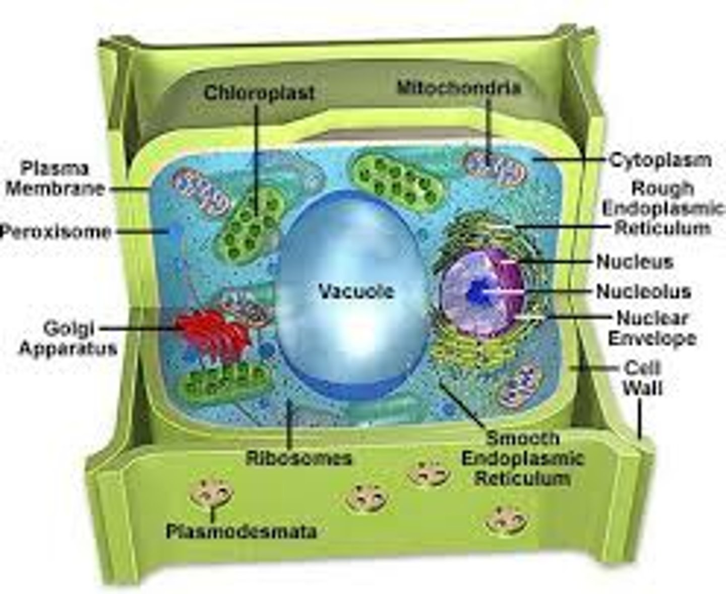 <p>contain chlorophyl that absorbs light energy- photosynthesis</p>