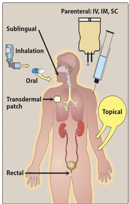 <p>Design to get the right amount of drug to the right place at the right time. Ex. Oral, topic, parenteral, etc.</p>