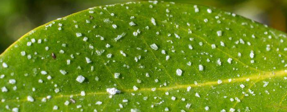 <p>Salt glands</p>