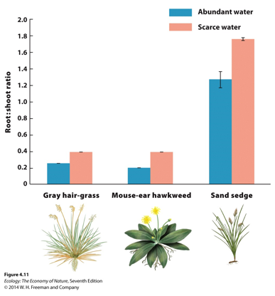 The figure shows plant growth responses to variation in availability of water. If this is an example of adaptive phenotypic plasticity, how would we expect the root-to-shoot ratio be related to fitness?